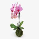 Vista laterale Orchidea Kokedama, prospettiva diversa della pianta tropicale