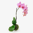 Dettaglio Orchidea in Kokedama, vista ravvicinata della Phalaenopsis in fiore