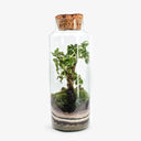 Ecosistema in miniatura: terrarium in vetro trasparente contenente una Polyscias Balfouriana, pianta dalle foglie verdi tondeggianti, in un ambiente umido perfettamente bilanciato.