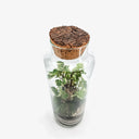 Terrarium chiuso con Polyscias Balfouriana dalle foglie verdi tondeggianti, creato in un contenitore di vetro trasparente che mostra l'ecosistema umido e curato al suo interno