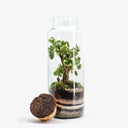 Terrarium artigianale con Polyscias Balfouriana, pianta tropicale dalle caratteristiche foglie verdi a forma di moneta, custodita in un contenitore di vetro che crea un microclima umido autosufficiente.