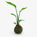 Kokedama con Strelitzia artigianale, Uccello del Paradiso africano con cappio per sospensione