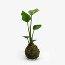 Vista completa Kokedama Strelitzia, mostra altezza 55cm e forma sferica caratteristica