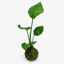 Dettaglio Strelitzia in Kokedama, vista ravvicinata della pianta Uccello del Paradiso