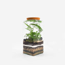 Terrario chiuso in contenitore di vetro a base quadrata, con felci alte e substrato a strati visibili.