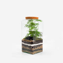 Terrario in vaso di vetro quadrato visto dall’alto in prospettiva, con tappo in sughero e piante verdi all’interno.