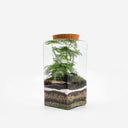 Terrario chiuso in vaso di vetro quadrato con tappo in sughero, visto frontalmente, con strati di terreno e piccole felci verdi.