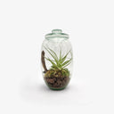 Substrato Desert Pearl con lapillo vulcanico e muschio che crea contrasto visivo nel terrarium artigianale