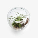 Desert Pearl terrarium in ambiente domestico, giara decorativa in vetro con ecosistema naturale minimalista