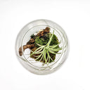 Vista superiore Desert Pearl terrarium aperto che mostra la composizione interna con Tillandsia e substrato naturale