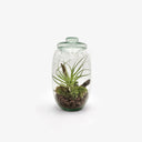 Desert Pearl terrarium - giara in vetro con tappo contenente Tillandsia Straminea su substrato di lapillo vulcanico e muschio