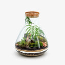 Terrarium elegante con Philodendron Pink Princess, pianta tropicale con foglie verdi e variegature rosa, in contenitore di vetro decorativo