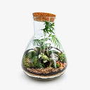 Terrarium Pink Princess visto dall'alto, che mostra la disposizione artistica della pianta e il substrato decorativo