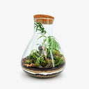 Primo piano delle foglie del Philodendron Pink Princess nel terrarium, con evidenti variegature rosa su sfondo verde scuro