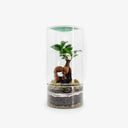 Terrarium minimalista con Ficus Ginseng, strati naturali e vaso essenziale. Un angolo di natura e mindfulness per ogni spazio.