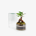 Terrarium minimalista con stratificazione naturale e Ficus Ginseng, opera d'arte vivente per spazi modern