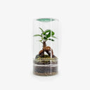 Terrarium Ginseng Essential: composizione zen con bonsai in ambiente chiuso, design contemporaneo