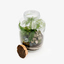 Dettaglio interno terrarium Tropical Mix ecosistema equatoriale