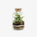 Vista interna terrarium Tropical Mix con Felci e Fittonie