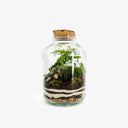 Terrarium chiuso Tropical Mix con mix di piante tropicali e tappo sughero