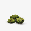 Ball Moss in primo piano - Muschio sferico naturale Terrarium Del Conero