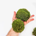 Ball Moss sferico verde - Muschio naturale per decorazioni terrarium botaniche