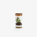 Tillandsia Pop - Vista laterale del terrarium con tillandsia