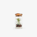Tillandsia Pop - Terrarium completo pronto per la decorazione