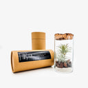 Tillandsia Pop - Pianta aerea tillandsia in ambiente naturale