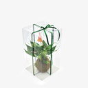 Box protettiva in PET trasparente per Kokedama