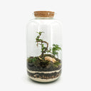 Terrarium chiuso Fukien Tea con bonsai Carmona