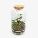 Dettaglio interno terrarium Fukien Tea ecosistema equatoriale