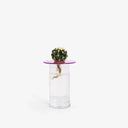 PopUp Cactus - Dettaglio del design innovativo per piante grasse