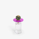 PopUp Cactus - Sistema di coltivazione idroponica per cactus