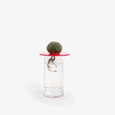PopUp Cactus - Vaso decorativo per piante grasse idroponiche