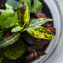 <h3><br/>BRING NATURE HOME.<br/><br/></h3>