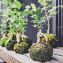 <h3>KOKEDAMA IN YOUR SPACE, NATURE IN YOUR SOUL.</h3>