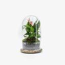 Terrarium chiuso con vaso a campana in vetro trasparente, contenente un Anthurium lilly rosa Design minimalista ed elegante.