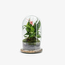Composizione elegante del terrarium chiuso con Anthurium lilly rosa. Vaso a campana in vetro trasparente dal design essenziale.