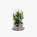 Vista frontale del terrarium chiuso Evergreen Love con Anthurium lilly rosa in campana di vetro trasparente. Eleganza minimalista.