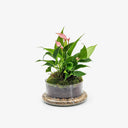 Dettaglio del fiore Anthurium lilly rosa all'interno del terrarium chiuso con vaso a campana in vetro. Design raffinato.