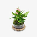 Primo piano dell'ecosistema in terrarium chiuso con Anthurium lilly rosa. Campana in vetro trasparente dal design minimalista.