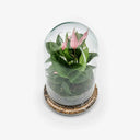 Terrarium Evergreen Love visto dall'alto, campana in vetro trasparente che protegge l'Anthurium lilly rosa. Stile minimalista.