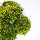 Muschio sano all'interno di un terrarium