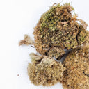 Muschio stressato all'interno di un terrarium