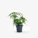 Asparagus Setaceus asparago piumoso vaso 12cm vista frontale - Terrarium Del Conero