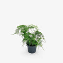 Asparagus Setaceus fronde piumose dettaglio laterale vaso 12cm