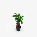 Ficus Ginseng bonsai vista laterale con radici aeree esposte in vaso 7cm - Terrarium Del Conero