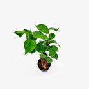 Ficus Ginseng bonsai vista dall'alto con fogliame verde lucido