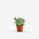 Pianta Fittonia White Forest Flame in vaso da 8 cm su sfondo bianco